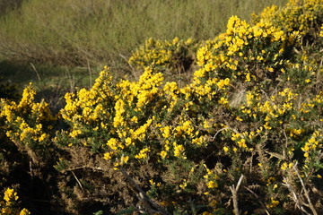 Gorse 4