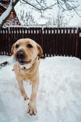 Dog having fun in snow