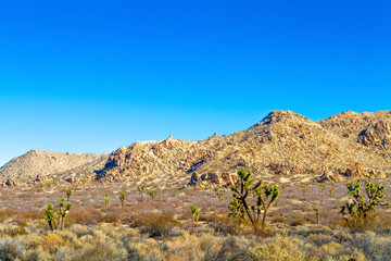 Mojave  Desert landscape of Joshua trees and mountain near Palmdale, California