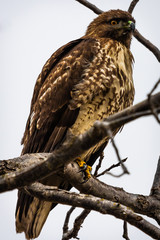 Red tail hawk 