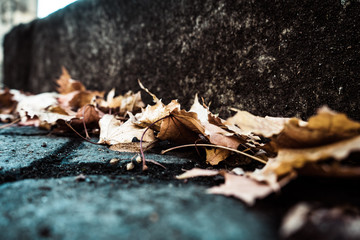 Leaves on the road