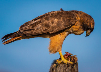 Red tail hawk eating