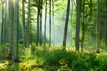 Door stickers Morning with fog Sunny morning in the forest