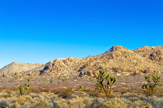 Mojave  Desert landscape of Joshua trees and mountain near Palmdale, California