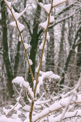 Winter forest. Snow on the branches of trees.