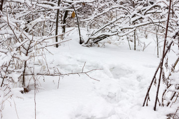 Winter forest. Snow on the branches of trees.