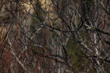 branches of a tree