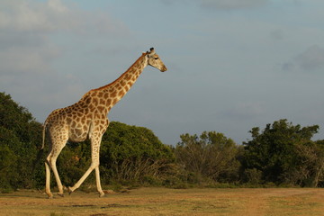 Giraffe walking at sunset in the South African bush.