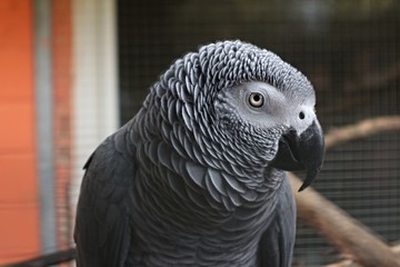 Papagei