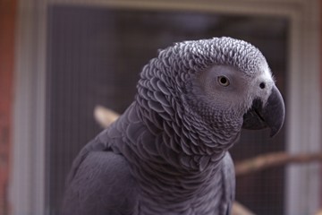 Grauer Kongo-Papagei