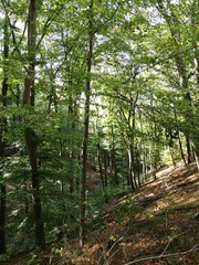 Wanderwege und Abhänge im Odenwald