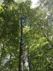 Wunderschöne Buche im Odenwald