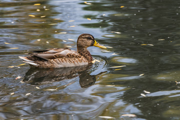 A gray and brown adult duck is swimming in the pond with yellow leaves