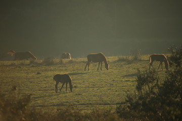 herd of horses grazing in field