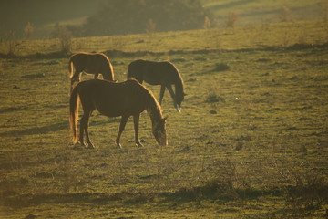herd of wild horses