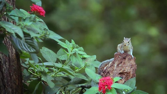 Cute Indian palm squirrel eating in Sri Lanka - Specie Funambulus palmarum family of Sciuridae