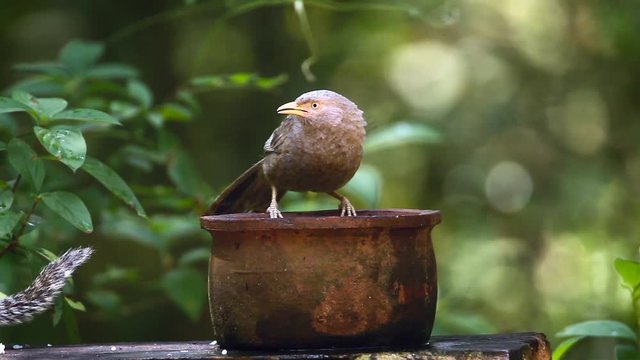 Yellow-billed Babbler bathing in Minneriya national park, Sri Lanka - specie Turdoides affinis family of Leiothrichidae