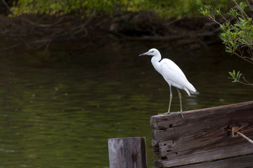 Fort Macombe e Fort Pike, New Orleans (USA)