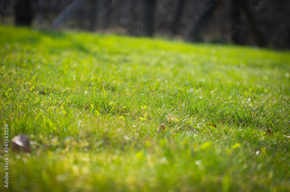 Wall mural grass