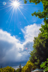 Obraz premium Sunshine forest