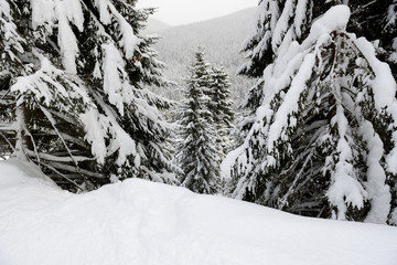 The pine trees are along slopes of Bukovel ski resort, Ukraine