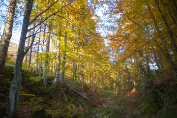 Trees in autumn season background. Autumn lansdscape