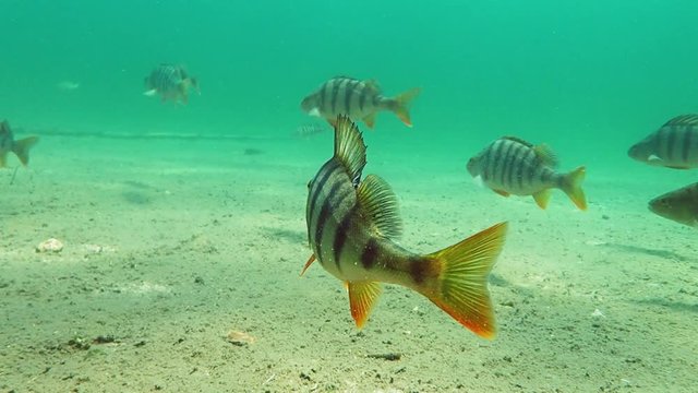Big perch swimming in clear water