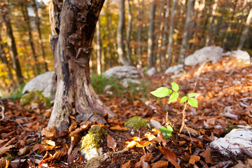 Fototapeta na wymiar Wild plant leaf close up, autumn background.