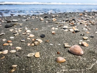 shells on the beach