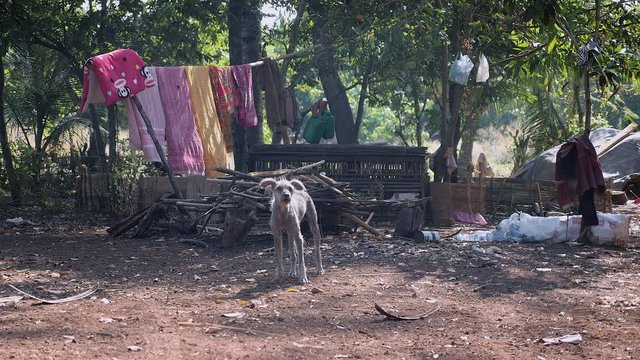 Stray dog barking in the farmyard ( close up )