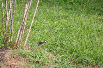 Northern Mockingbird