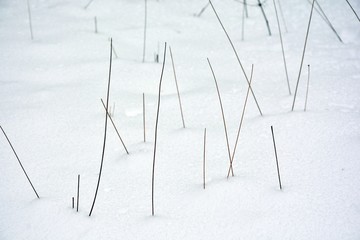 Acículas en la nieve, hojas de pino