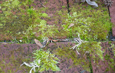 Moss on a Sidewalk
