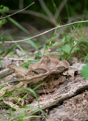 Wild Mushroom