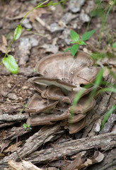 Wild Mushroom