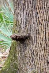 Dried Mushroom on a Tree Trunk