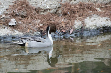 Northern Pintail Duck