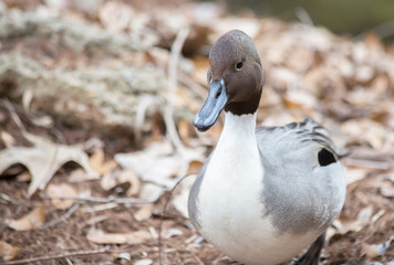 Northern Pintail Drake