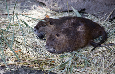 Nutria