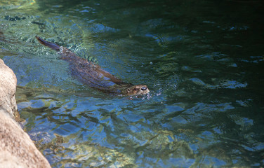 Fototapeta premium River Otter