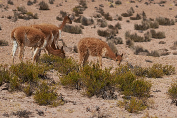 Naklejka na ściany i meble Vicuna (Vicugna vicugna) on the altiplano in Lauca National Park, northern Chile