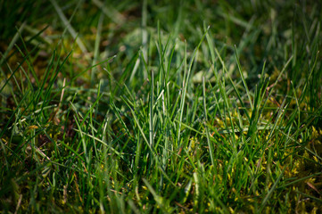 Grass