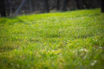 Naklejka premium Grass field