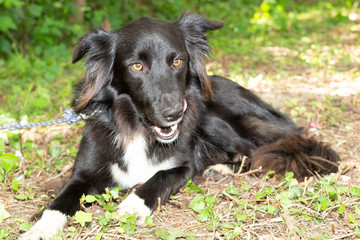 Black and white hunting dog lying in the grass