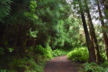 Fototapeta premium Forest