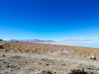 Bolivian lagoon view,Bolivia. Green water lake