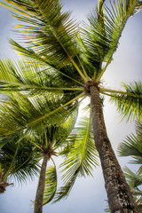 palm trees in front of a cloudy sky