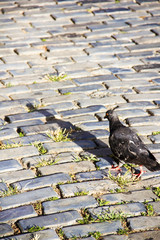 pigeon on a cobblestone street