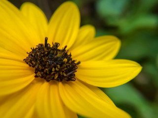 yellow flower