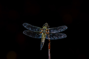 Libelle mit Parasiten